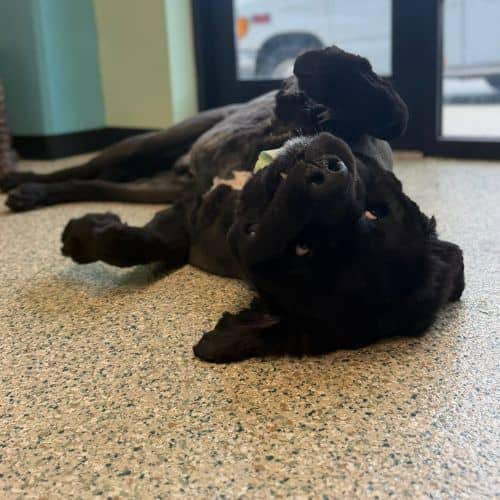 dog groomers epoxy floors
